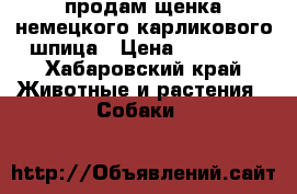 продам щенка немецкого карликового шпица › Цена ­ 25 000 - Хабаровский край Животные и растения » Собаки   